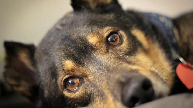 The Special Needs and Personality of Rescue Dogs