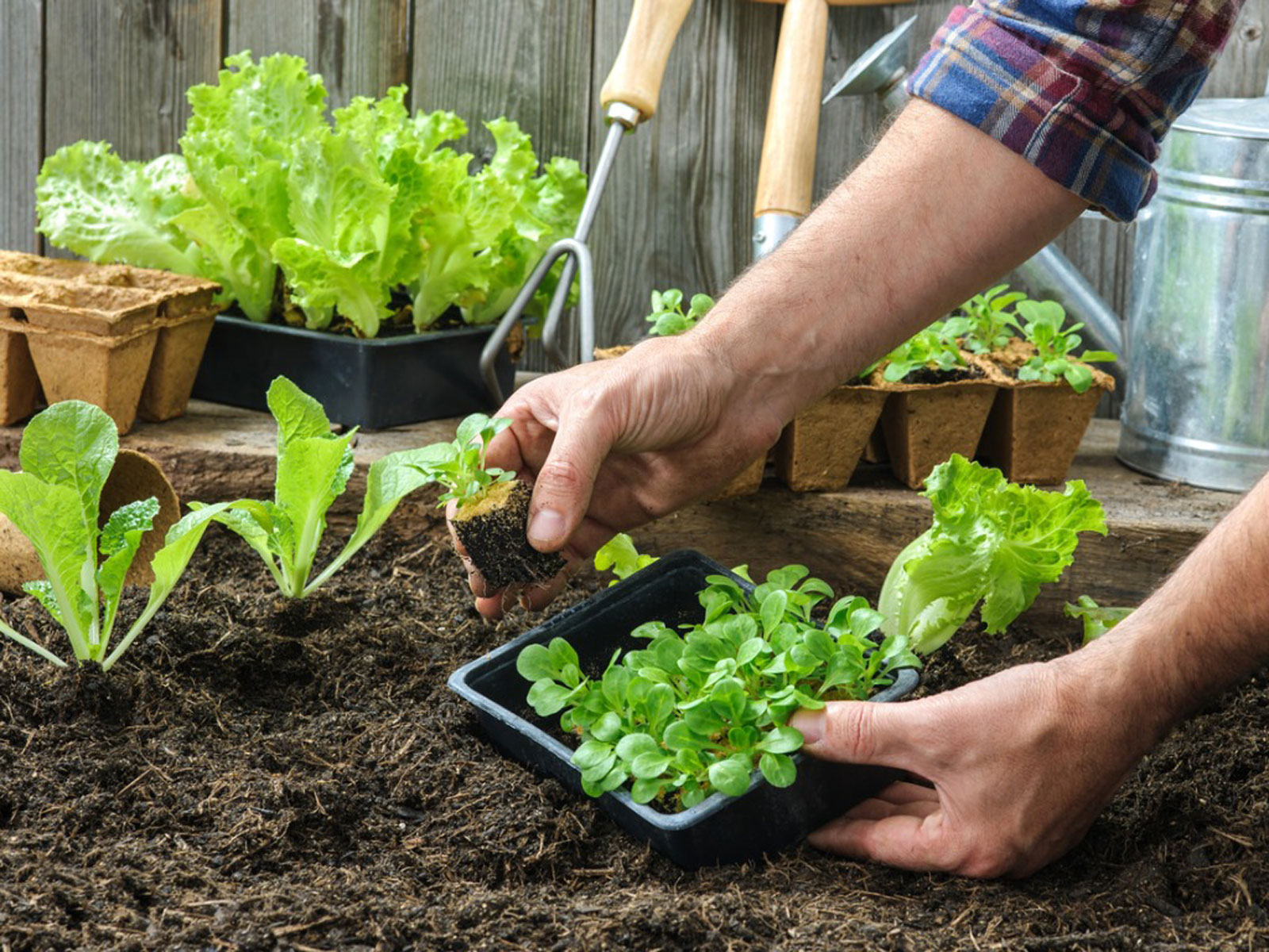 Make Your Own Kitchen Garden: A Beginner’s Guide