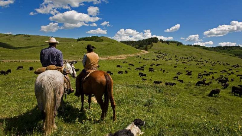 What Is Cattle Roundup?