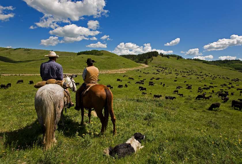 What Is Cattle Roundup?