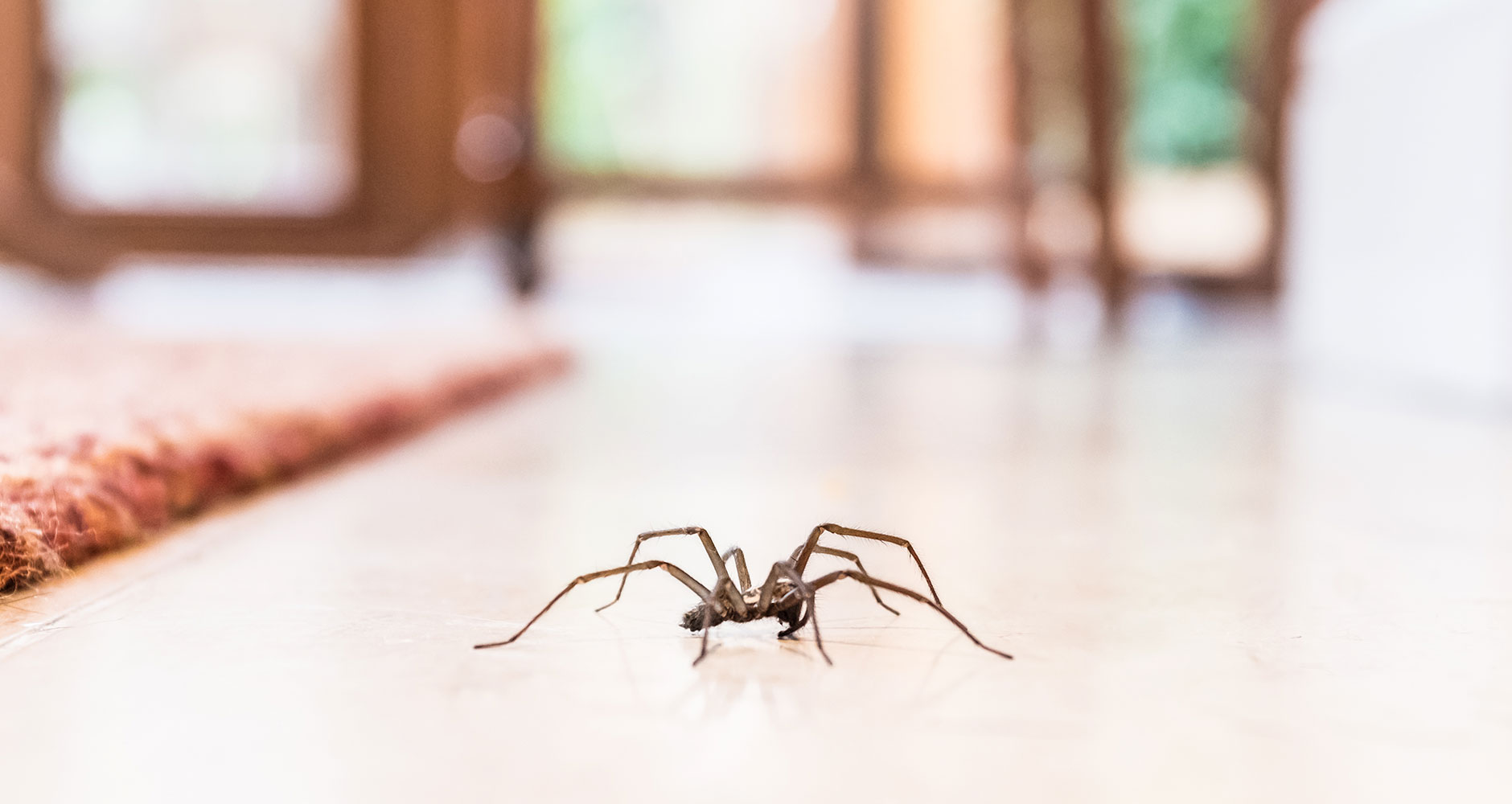Keep Spiders Out Of Your House With These Repellents?