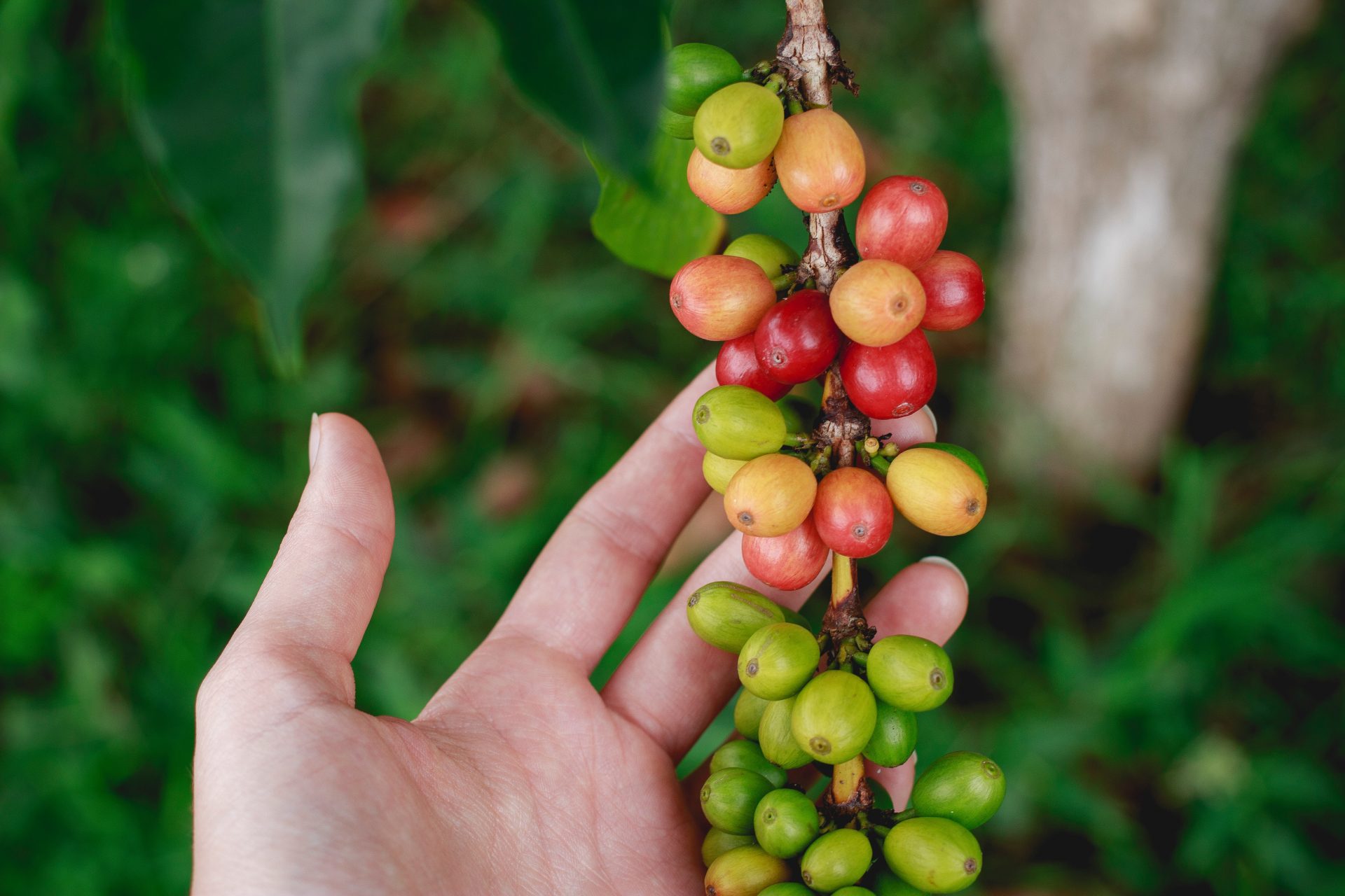 Freshness Matters: Buy from Local Coffee Beans Wholesale Suppliers