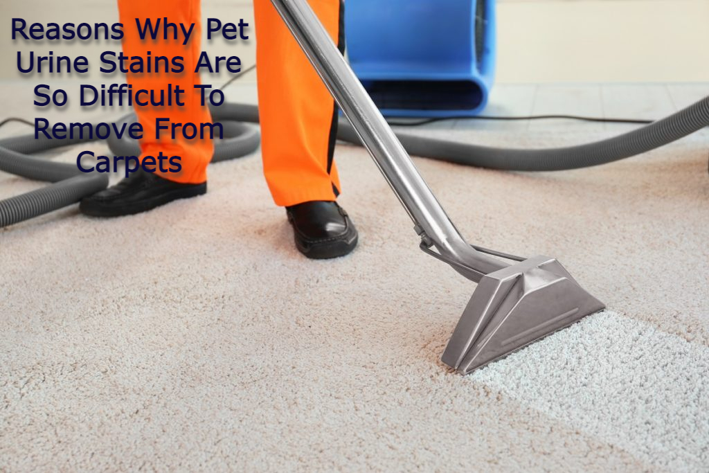 Reasons Why Pet Urine Stains Are So Difficult To Remove From Carpets