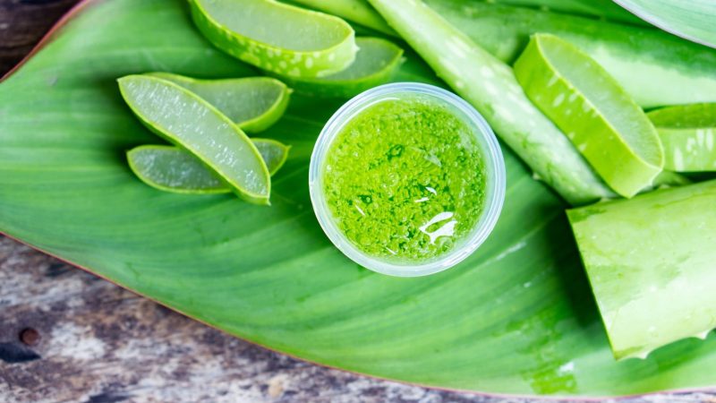 Aloe vera will be useful to the extent that health benefits