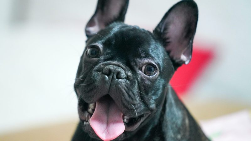 French Bulldog grooming made easy: Tips and tricks for keeping your pup looking great.