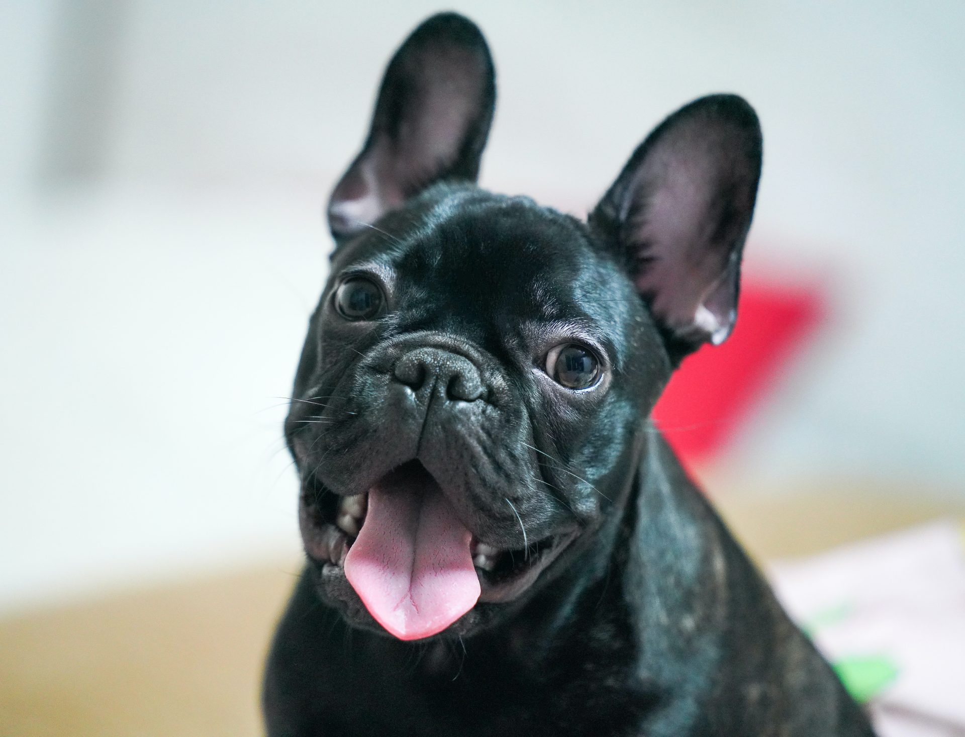 French Bulldog grooming made easy: Tips and tricks for keeping your pup looking great.