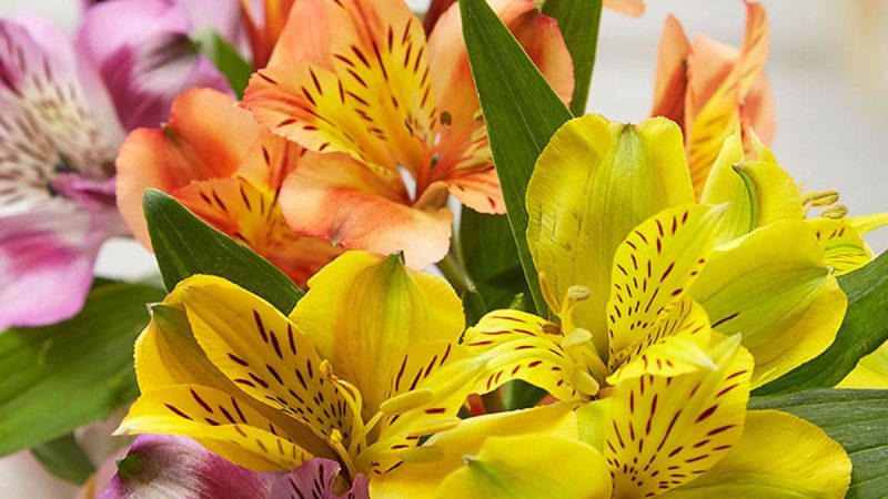 Most Common Types of Fresh Flowers to Buy in Stores