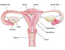 Woman Urology