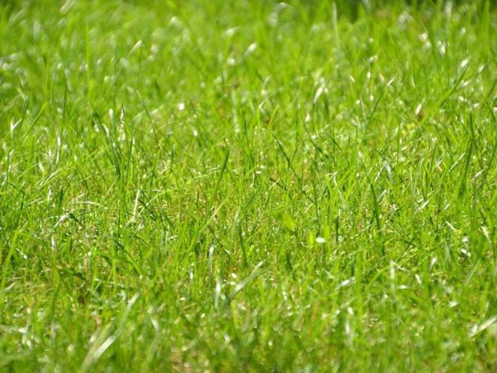 Choosing the Right Grass for Your Illinois Lawn 