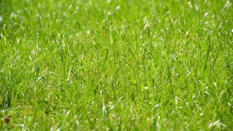 Choosing the Right Grass for Your Illinois Lawn 